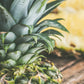 Pineapple Sage