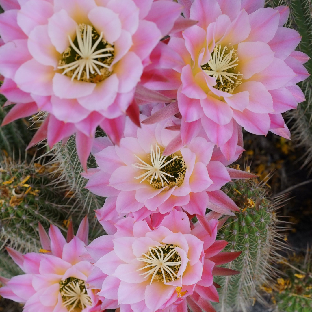 Cactus Blossom - Available Spring 2024